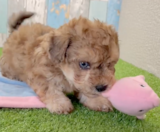 Poochon Puppies For Sale Pilesgrove Pups